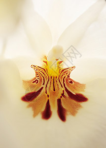 白葡萄兰兰花热带红色白色宏观植物情调花瓣异国背景图片