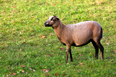 田里的一只羊食物牧场农业王国场景乡村绿色农场羊肉草地背景图片