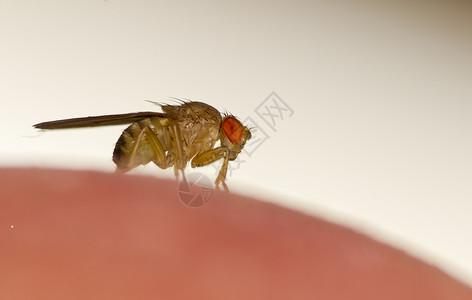 腹黑小熊猫果果苍蝇宏观害虫昆虫水果野生动物黑腹眼睛生态荒野动物群背景