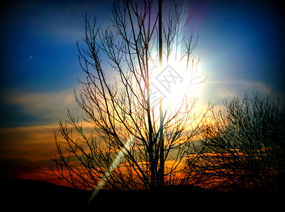 太阳在树的后面蓝色天空背景图片