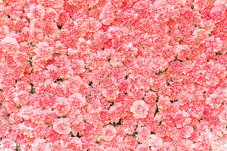 美丽的粉红色康乃馨花粉色精制奶油红色花瓣花束植物学花园工作室植物背景图片