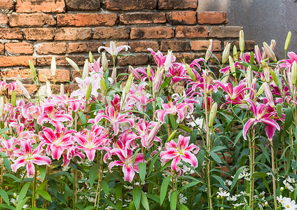 粉红百合花和旧砖墙园艺花束植物花瓣花园季节美丽粉红色百合植物群情人节高清图片素材