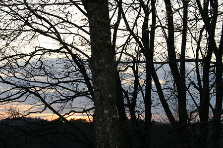 日落森林树木墙纸背景图片