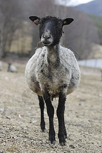 羊黑头家畜灰色农场黑色高清图片