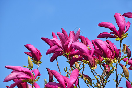 蓝色天空的粉红木兰花朵蓝色的高清图片素材