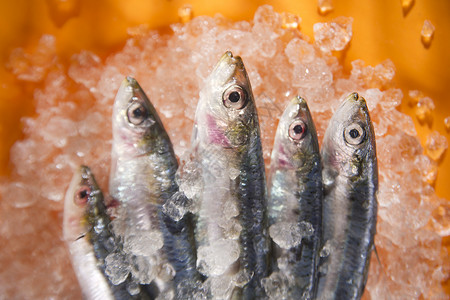 冰床上的新鲜鱼盐水产品饮食营养鳀鱼钓鱼食物背景图片