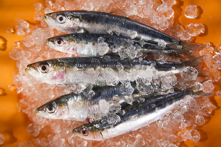 冰床上的新鲜鱼钓鱼饮食食物营养盐水产品鳀鱼背景图片