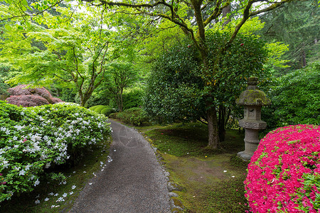 波特兰日本花园石绿灯和阿扎利亚斯的花园之路背景