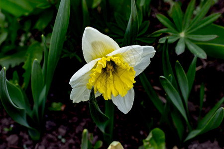 纳西修斯的花朵花园黄色叶子植物群照片植物水仙白色花坛发芽背景图片