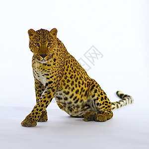 豹型工作室野生动物背景图片
