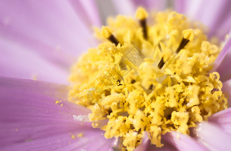 粉花和黄色花粉背景图片