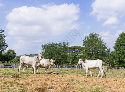 奶牛站在农场里农田沼泽地干草牛肉牧场乡村小牛眼睛哺乳动物场地喂养高清图片素材