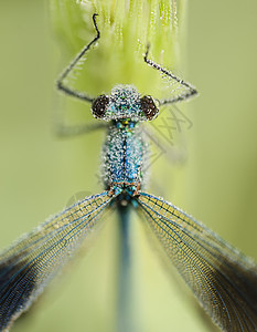 沾满了露水滴栖息昆虫动物露珠蜻蜓高清图片