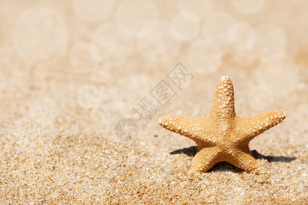 海星海滩水平热带星形对象海上生活背景图片