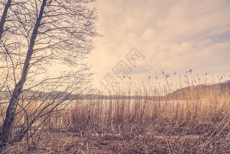 冬天在湖边的里德秋天高清图片素材