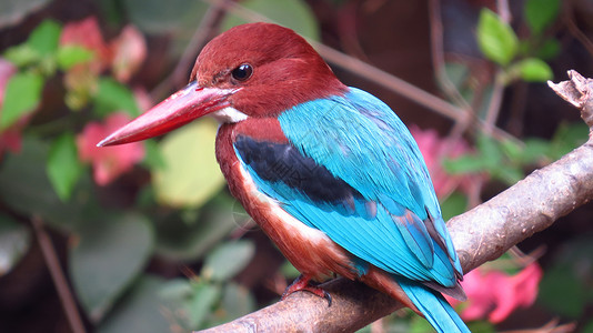 捕王者荒野蓝色野生动物动物群鸟类热带背景图片