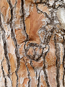 松树皮老化棕色木制品森林皮层木头木材木板皮肤风化背景图片