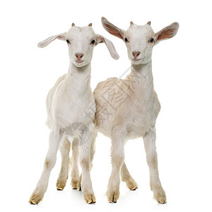 家养白色羊两个白人孩子农业动物羊肉工作室乡村白色宠物农场山羊背景