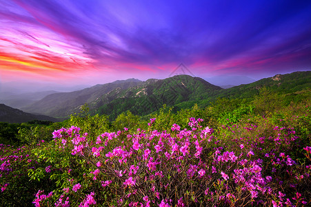 醉美杜鹃花天空开花高清图片