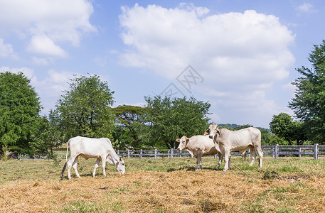 奶牛站在农场里牛肉稻草鼻子谷仓小牛牛奶沼泽地动物团体奶制品乡村高清图片素材