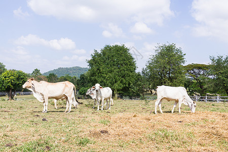 奶牛站在农场里农村牧场场地喂养谷仓动物团体家畜干草小牛哺乳动物高清图片素材