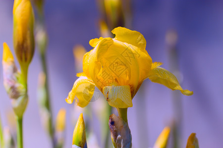 在春天的花园里花朵 黄色的虹膜花鸢尾花紫色紫花蓝色紫罗兰色植物背景图片
