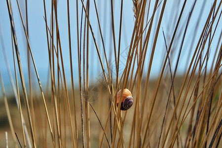 长着蜗牛壳的欧洲马拉姆草背景图片