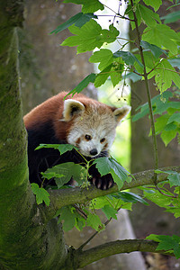 福吉小熊猫红熊猫在福塔野生动物公园的树上背景