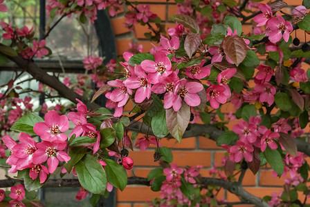 粉红樱花城市绿色景观季节花园树叶花瓣植物群红色窗户背景图片