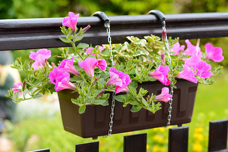 挂断佩蒂娜花花粉色花园栅栏植物园艺农业植物学花盆季节绿色背景