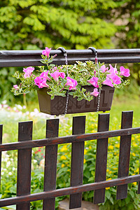 挂断佩蒂娜花花园艺农业花盆粉色栅栏花园植物绿色植物学季节背景