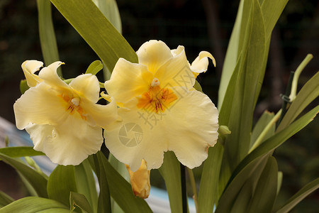 黄粉兰兰花兰花宏观植物异国白色热带情调花园花瓣背景图片