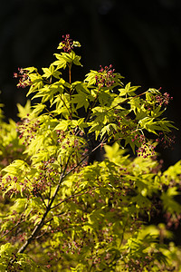 含有黄绿叶和春红花的青树季节黄色掌心红色绿色植物叶子背景图片