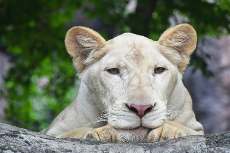 白狮白色的猫科动物高清图片