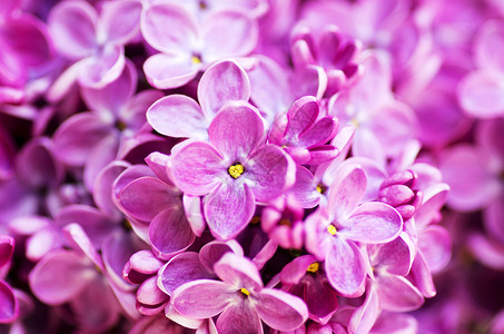 情怀怀揣着默然鲜花开花 背景摘要 宏观照片香水温泉季节花园植物群情怀紫色庆典花束坡度背景
