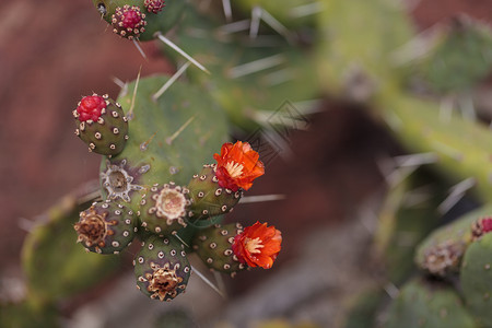 小红色无用的奥佩蒂亚仙人掌花生长水草园艺花园沙漠花瓣植物背景图片