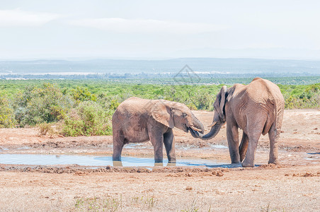 体感交互两个非洲男性大象体之间的交互作用背景