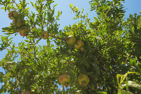 树上绿色石榴花园异国农业场地生长水果情调果园季节晴天地中海高清图片素材