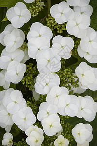 花朵花瓣植物栎叶季节白色背景图片