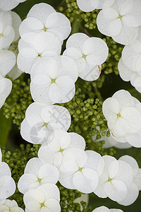 花朵栎叶白色植物季节花瓣背景图片