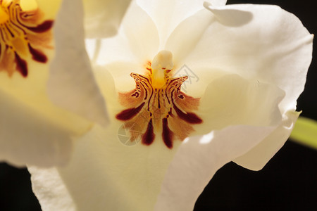 白板兰兰花粉色白色宏观花瓣热带异国情调红色植物背景图片