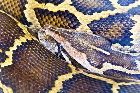 蟒蛇头合影照片动物隐藏皮肤冷血动物园舌头野生动物框架皮革爬虫背景图片
