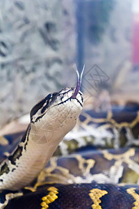 垂直蛇头和舌头被排出蟒蛇皮肤冷血蛇皮隐藏皮革爬虫野生动物动物框架背景图片