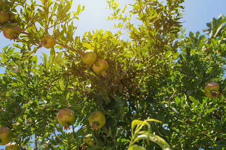 树上绿色石榴异国果汁健康季节晴天收成场地叶子花园农业品尝高清图片素材