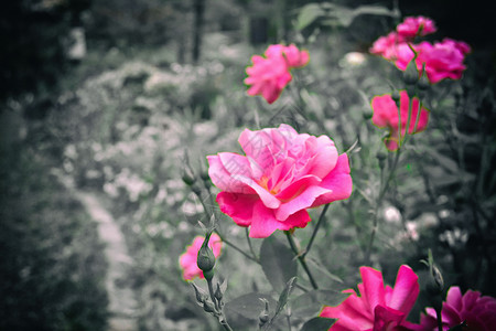 鲜花植物园森林玫瑰公园花朵背景图片