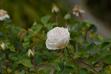 白玫瑰花公园玫瑰花朵森林植物园背景图片