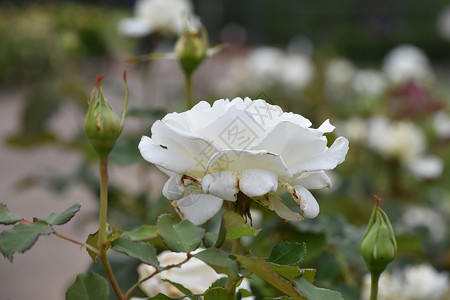 白玫瑰花花朵植物园公园玫瑰玫瑰丛森林背景图片