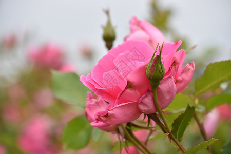 粉红花花玫瑰花朵植物园公园玫瑰丛森林背景图片