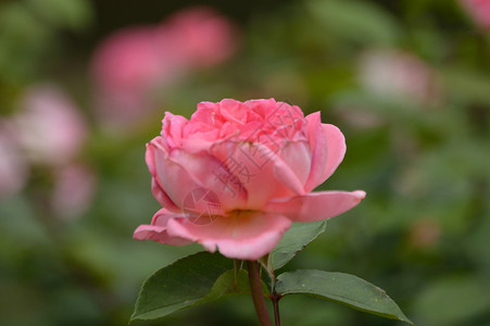 玫瑰花朵森林植物园玫瑰丛公园背景图片
