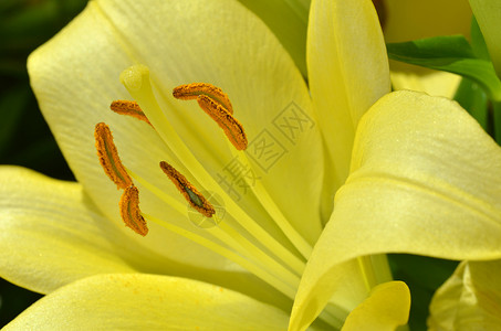 百合花在一边美丽的百合花在花园中生长花瓣雏菊植物群奶油柱头季节雌蕊植物学正方形花粉背景